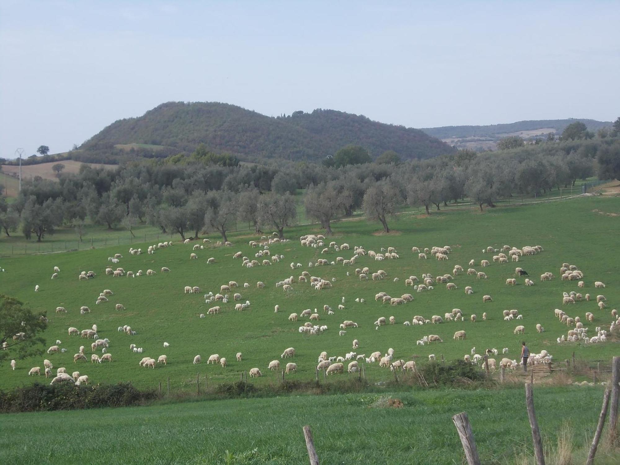 Agriturismo La Valle Degli Ulivi Semproniano Exterior foto